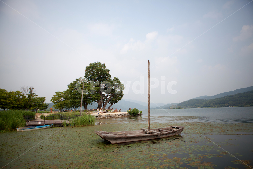 nature,outdoors,양평,두물머리,나무,풀,강,자연,봄,여름,꽃,배,나루터,고목