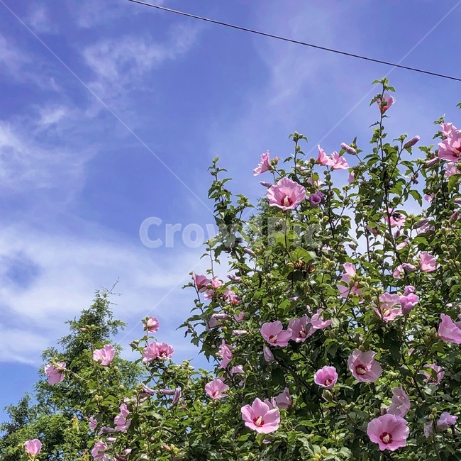 꽃,flower,식물,plant,무궁화,식물,자연,plants,nature,꽃,flower