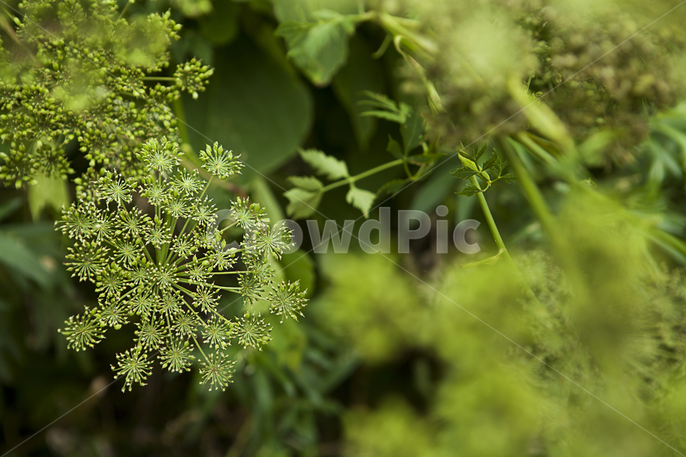 식물,꽃,녹색,여름,배경흐림,plants,green,flower