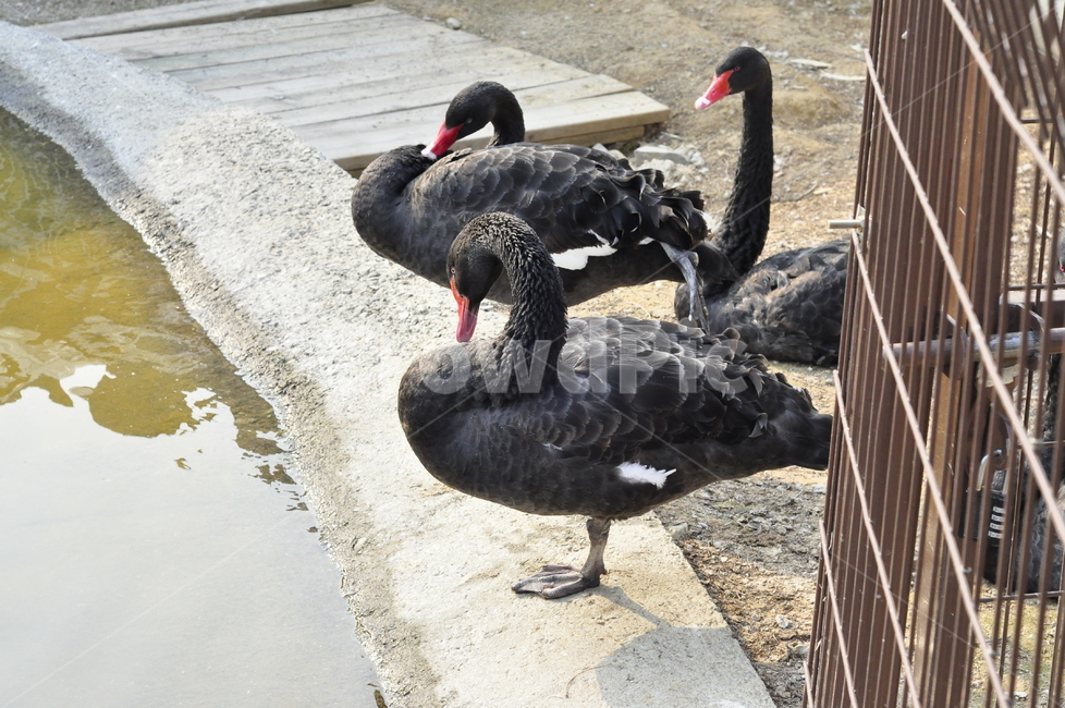 animal,동물,waterfowl,물새,bird,새,blackswan,검은백조,흑백조,자연,동물,animal,조류,새,birds