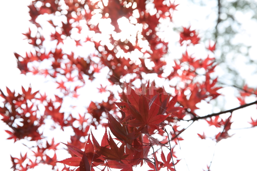 가을,단풍,빨강,나무,가을햇살,붉게물든,가을,계절,fall,autumn,season,leaf,잎,plant,식물,tree,maple