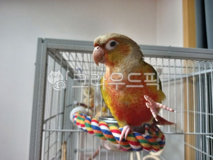 앵무새,코뉴어,새,파인애플코뉴어,반려동물