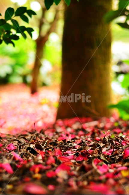 동백꽃,꽃잎,꽃,동백,자연,풍경,나무,나뭇잎,제주,식물,자연,plants,nature,꽃,flower,감성,sensible,feeling