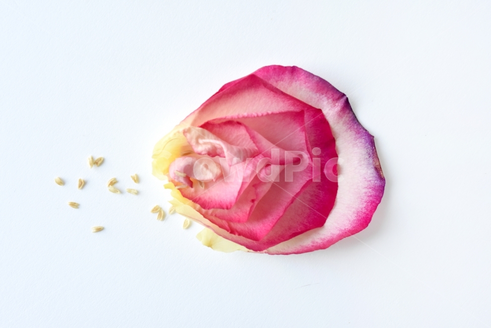 꽃잎,장미,색감,그라데이션,꽃,무지개,연출,식물,사진,photo,누끼,꽃,flower,누끼,remove background