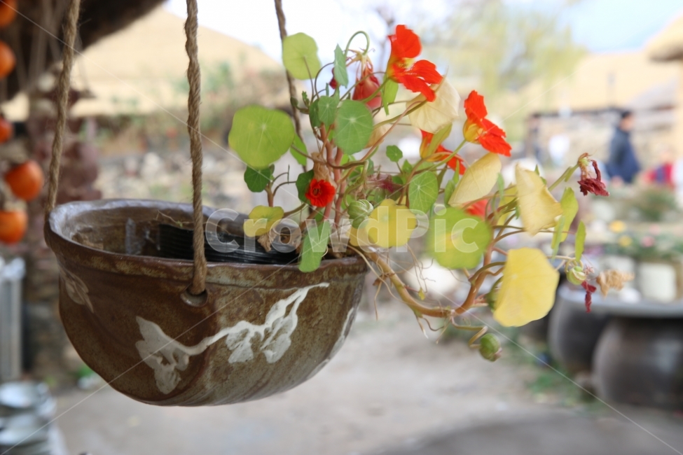 정물,인테리어,꽃,소품,풍경,식물,자연,plants,nature,꽃,flower