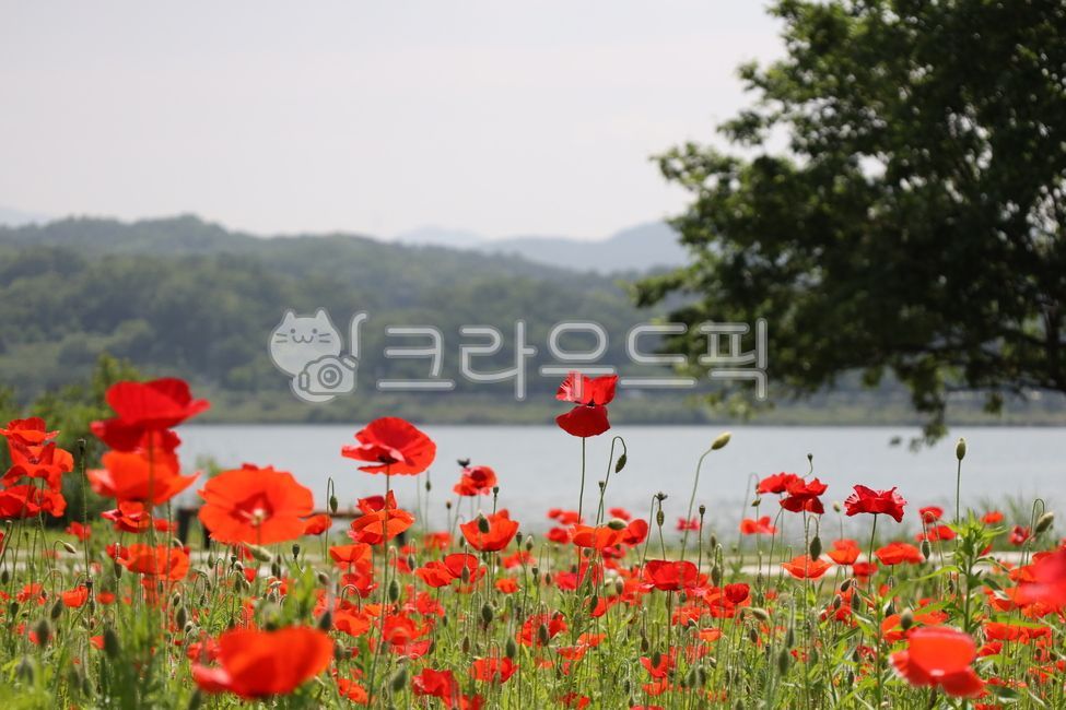 꽃,꽃밭,양귀비,빨갛다,식물,flower,blossom