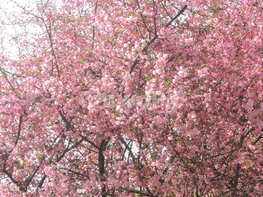 봄,벚꽃,꽃잎,겹벚꽃,핑크,계절,나뭇가지,하늘,자연,park,spring,cherryblossom,season,branch,bloom,nature,tree,flower,floral,outdoor,petal,blossom,sakura,pink,봄,계절,spring,season,식물,자연,plants,nature,꽃,flower,plant,cherry blossom