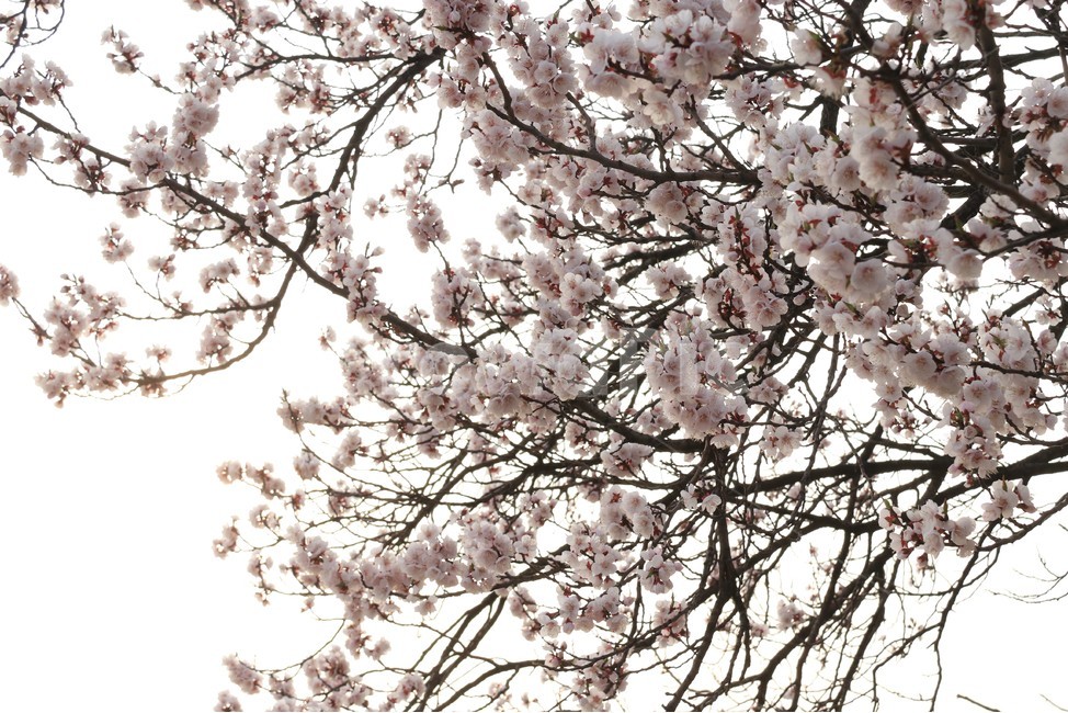 plant,식물,blossom,cherryblossom,벚꽃,flower,꽃,자연,나무,식물,자연,plants,nature,꽃,flower