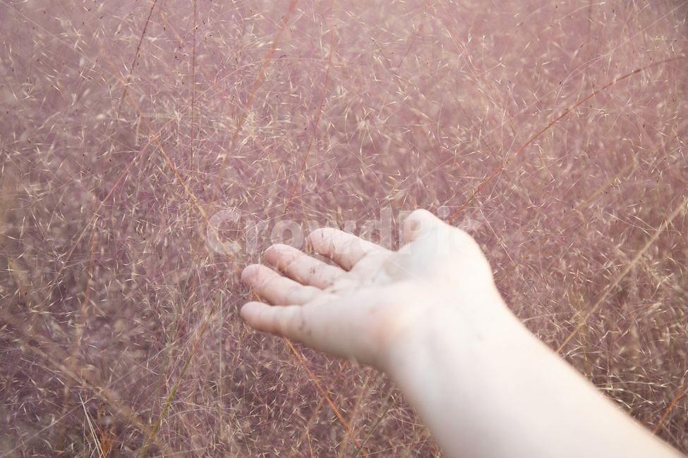 자연,빈티지,핑크뮬리,뮬리,가을,배경화면,백그라운드,식물,배경,배경이미지,이미지,감성,꽃,생태,재배,꽃배경,보라색,분홍색,분홍,핑크,다년초,공원,정원,야외,관상용,풀,한해살이,잎,풀잎,길가,군락,사람,손,가을,계절,fall,autumn,season,식물,자연,plants,nature,사람,인물,인간,human,person,신체일부,몸,body