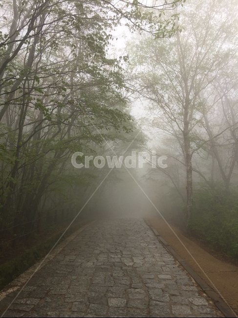 안개,둘레길,지리산,보행로,산책로,자연,풍경,nature,landscape,weather,날씨,outdoors,옥외
