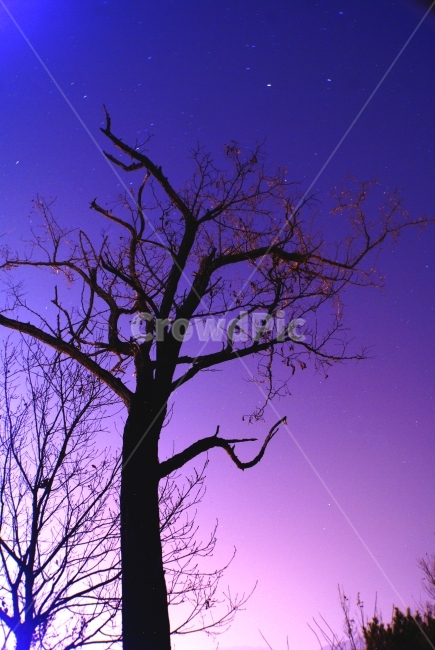 야경,별,나무,보라색,night,star,tree,purple,풍경,landscape,자연,풍경,nature,landscape,야경,밤,nightscape,night,식물,plants,나무,trees,wood,색깔,색상,색채,색감,color sense,color sensitivity,feeling of color,plant