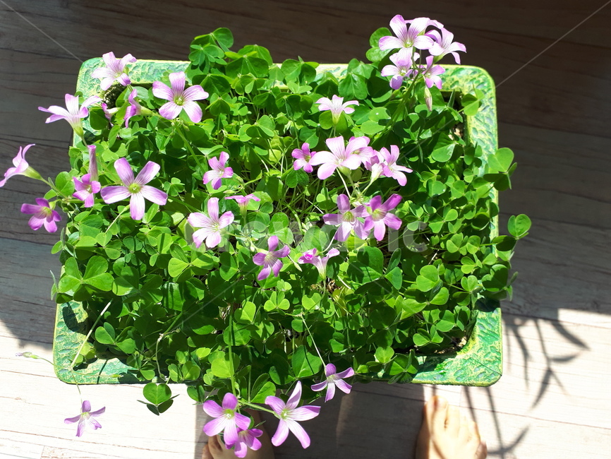 plant,식물,pottery,도기류,vase,jar,pottedplant,flower,geranium,제라늄,blossom,꽃,화분