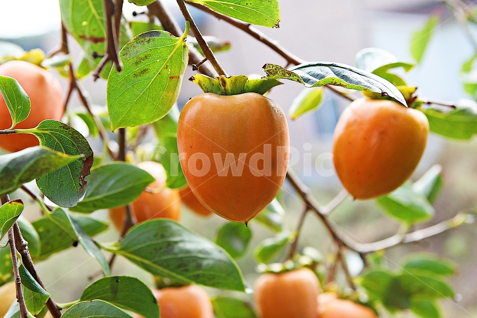 대봉,감,열매,가을,추수,수확,음식,먹거리,식자재,감나무,식물,자연,과일,농업,농사,가을,계절,fall,autumn,season,과일,열매,fruit,plant,food