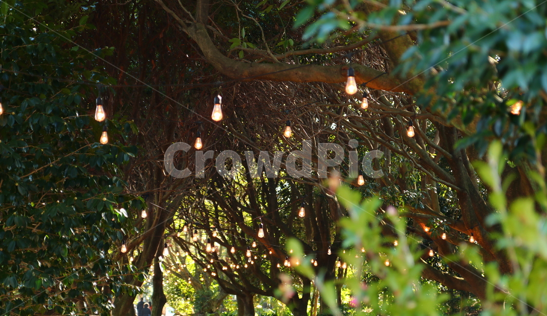 조명,풍경,야경,불빛,전구,trees,lights,lightbulb