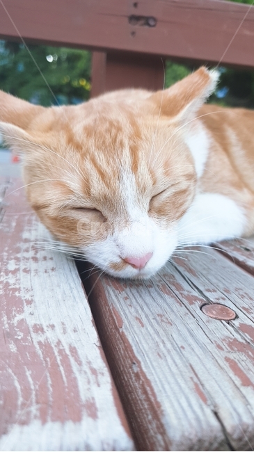 pet,animal,동물,cat,고양이,낮잠,졸린고양이,갈색고양이,sleep,deepsleep,졸린,bench,벤치,의자,고양이,cat,kitten,kitty
