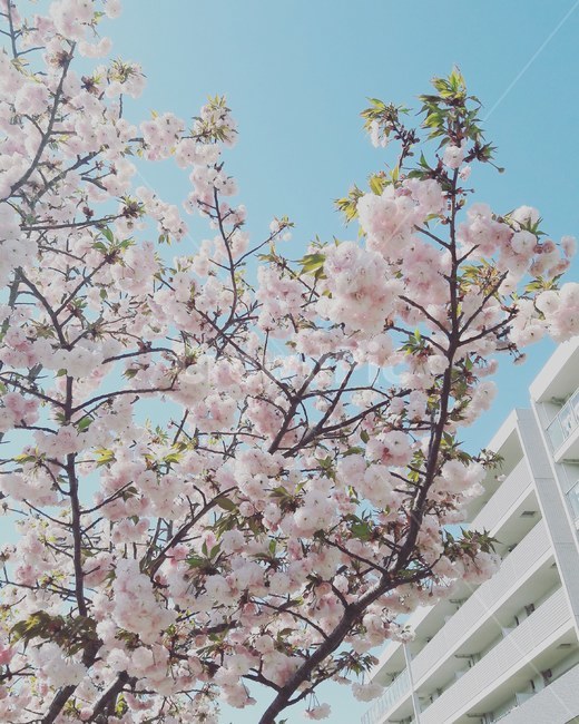 봄기운,벗꽃,일본,산책,파란하늘,plant,blossom,식물,자연,plants,nature,꽃,flower
