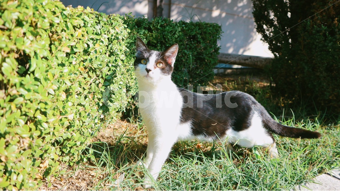 animal,동물,cat,고양이,mammal,포유류,동물,animal,포유류,mammal,고양이,cat,kitten,kitty