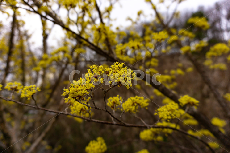 산수유,산수유꽃,산수유나무,노랑,꽃,봄,봄,계절,spring,season,식물,자연,plants,nature,꽃,flower,plant