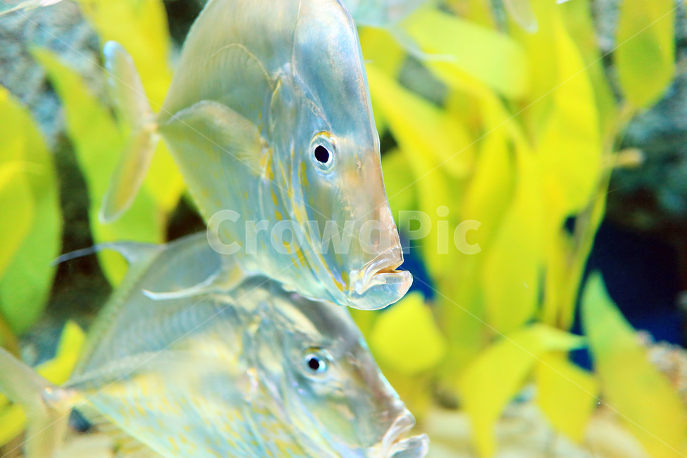 물고기,생선,바다,아쿠아리움,수족관,어류,수중,fish,동물,animal,어류,물고기,fish