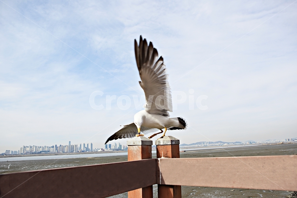 갈매기,새,조류,풍경,배경,자연,풍광,하늘,동물,animal,조류,새,birds