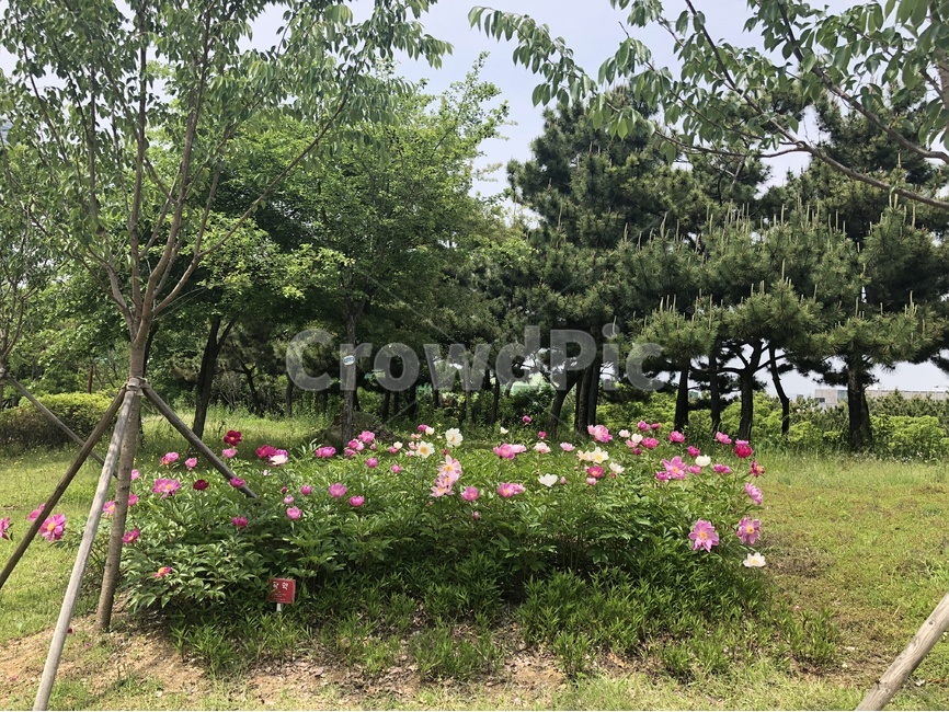 작약,작약꽃,꽃,flower,미추홀공원,해돋이공원,공원,park,송도,인천송도,인천,센트럴파크,나무,자연,nature,잔디,풀,자연,풍경,nature,landscape,식물,plants,꽃,flower,outdoors,옥외,plant,garden,정원