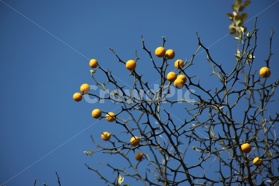 탱자,식물,약용식물,열매,trifoliateorange,탱자나무,꽃,봄,가시,bitterorange,식물,자연,plants,nature,과일,열매,fruit