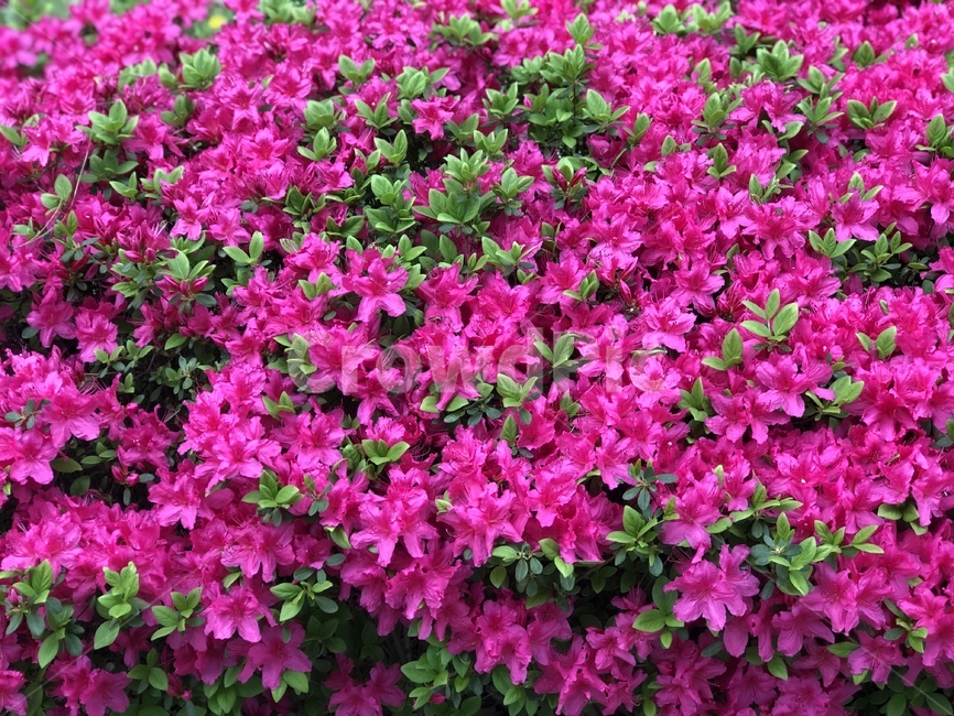 봄,철쭉,진달래,꽃,봄꽃,화단,flower,spring,flowers,azalea,royalazalea,자주색,분홍꽃,식물,자연,plants,nature,꽃,flower
