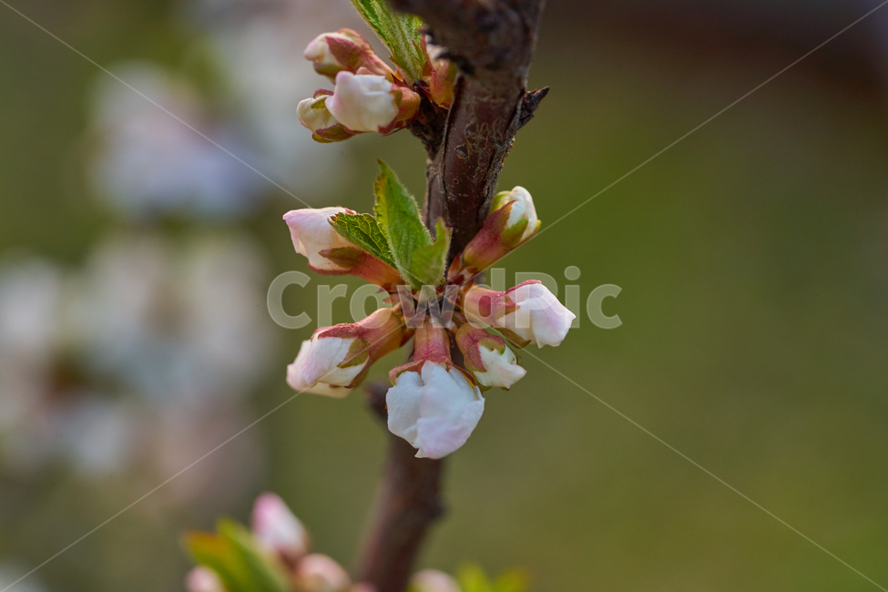 벚나무,앵도나무,새싹,꽃봉오리,생동감,macro,접사,flower,bud,sprout