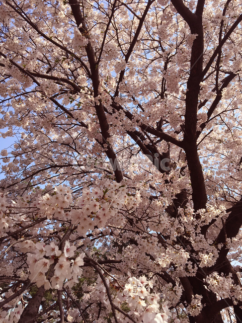 cherryblossom,blossom,벚꽃,꽃,flower,벚꽃축제,벚꽃나무,색감,색상,색깔,분홍꽃