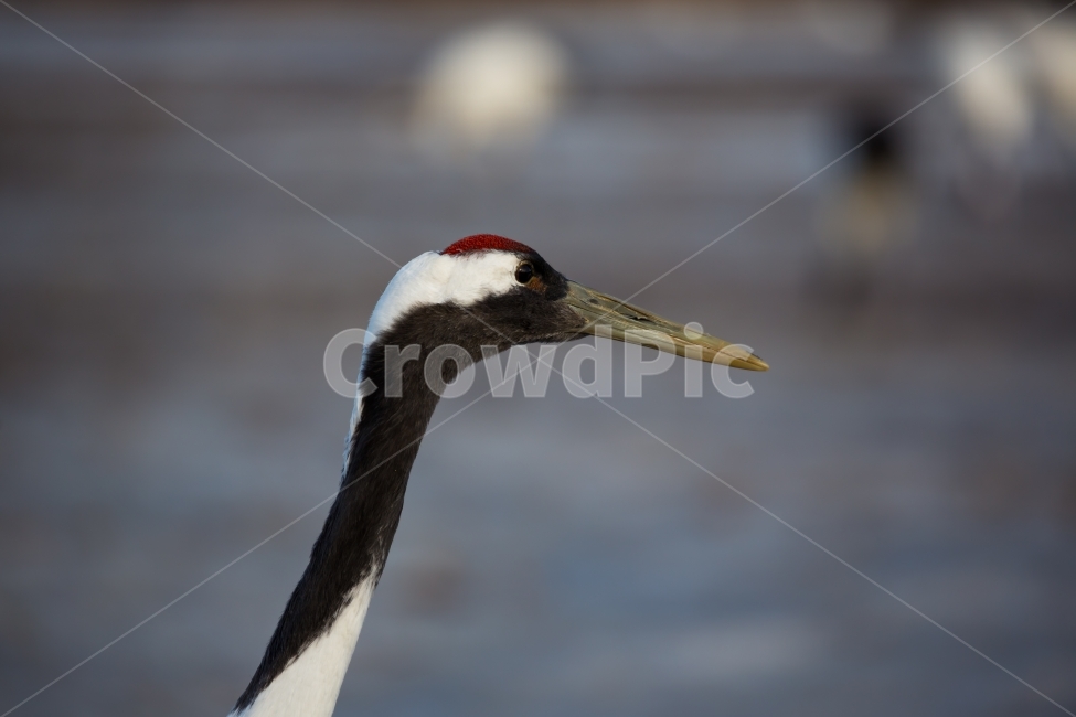 조류,두루미,새,자연,풍경,동물,animal,조류,새,birds