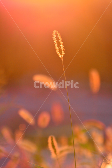 atmosphere,September,yellow,backlight,dreamy,fall image,At sunset,fall,autumn mood,season,Emotion,sensible,faint,soft,foxtail,feeling,brown,sunlight,wildflowers,emotion,Autumn sensibility,light,background,sunset,wild flowers,october,autumn,wild grass