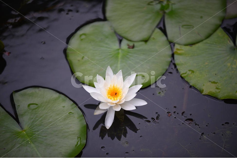 연꽃,꽃,꽃잎,꽃술,연잎,하양,노랑,초록,연못,식물,식물,자연,plants,nature,꽃,flower