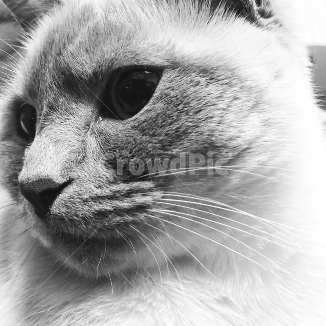 동물,시크,고양이,무심함,반려묘,동물,animal,포유류,mammal,고양이,cat,kitten,kitty,흑백,모노톤,monochrome,black and white