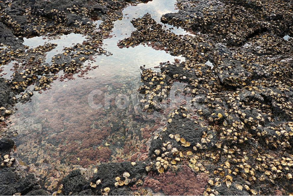 제주도,서귀포,박수기정,해안가,바다,풍경,옥외,자연,outdoors,nature