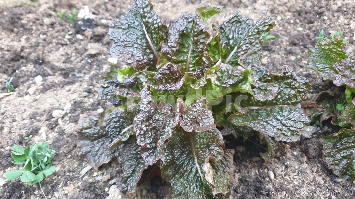 nature,자연,식물,상추,봄상추