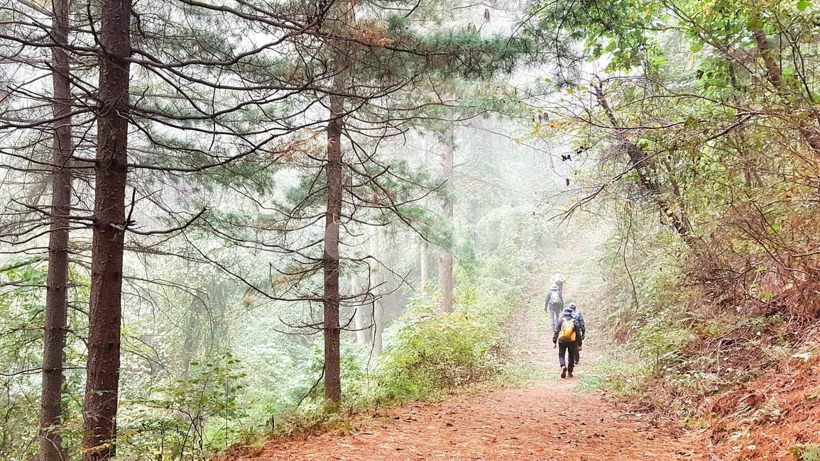 등산,산행,힐링,산,나무,숲,초록,길,풍경,안개,운무,한국자연풍경,korea,landscape,nature,스포츠,레져,운동,sports,leisure,트레킹,자연,season,계절
