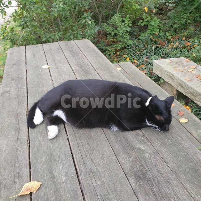 고양이,쉬는시간,가을,편안함,테이블,동물,animal,포유류,mammal,고양이,cat,kitten,kitty