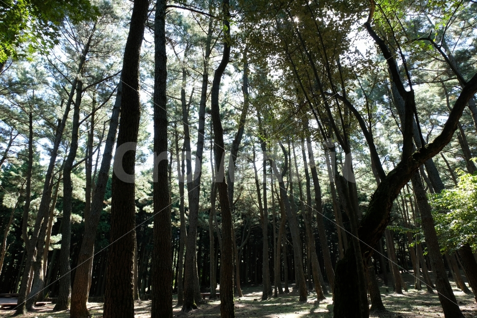숲,나무,휴양림,산,힐링,절물휴양림,풀,자연,풍경,nature,landscape,휴식,힐링,rest,relaxation,healing,tree,plant,식물,vegetation,초목,outdoors,옥외,forest,woodland,삼림지,land,땅,grove,작은 숲,tree trunk,나무 줄기