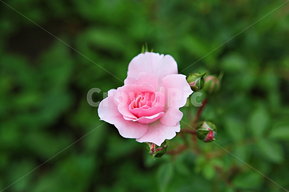 장미,장미꽃,꽃,장미원,봄꽃