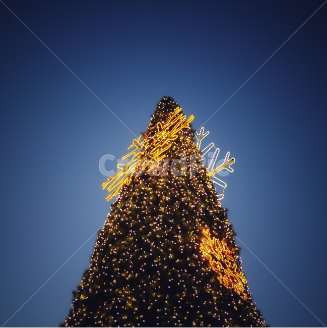 크리스마스트리,전구,크리스마스,christmas,lightbulb,명절,holiday,축제,겨울,계절,winter,season,야경,밤,풍경,nightscape,night,landscape,나무,trees,wood,기념일,축하,anniversary,congratulation,celebrate,celebration,메리크리스마스,성탄절,merry christmas,tree,plant,식물,christmas tree,크리스마스 트리,ornament,장식