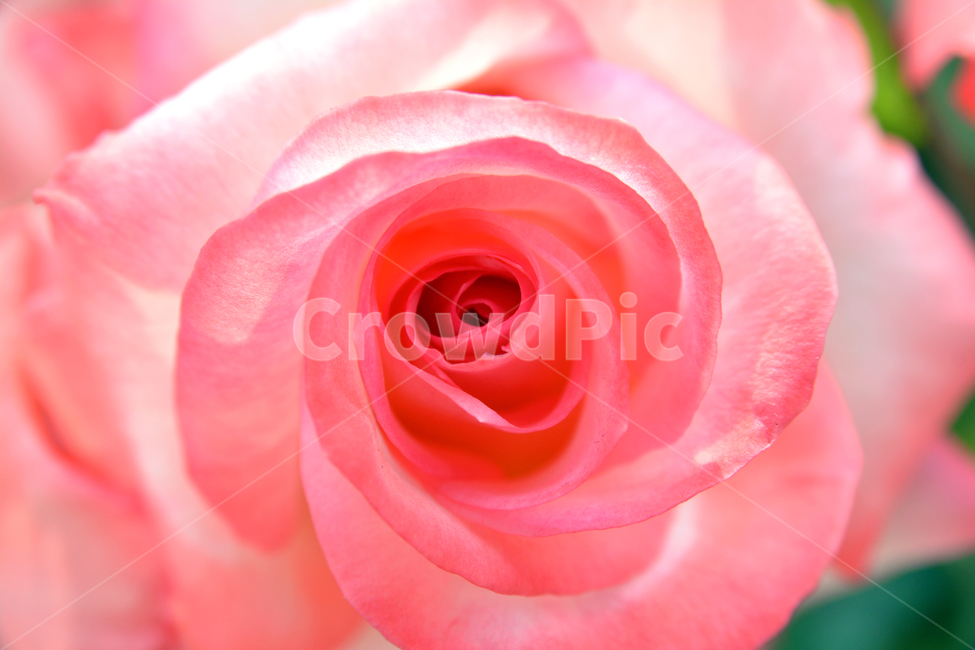 rose,장미,flower,꽃,plant,식물,blossom
