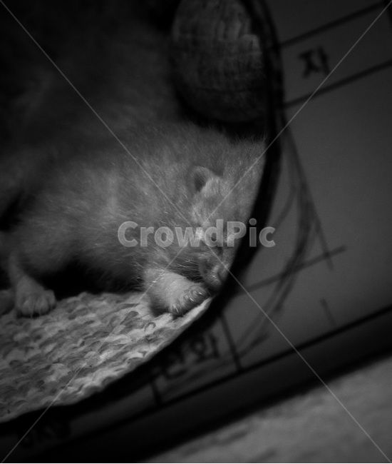 고양이,아기고양이,귀여움,흑백,자는모습,abyssinian,아비시니아,animal,동물,cat,애완동물,pet,포유류,mammal,잠자는,반려동물,냥이,kitten,kitty,반려묘,귀여운동물,sleeping,잠든모습