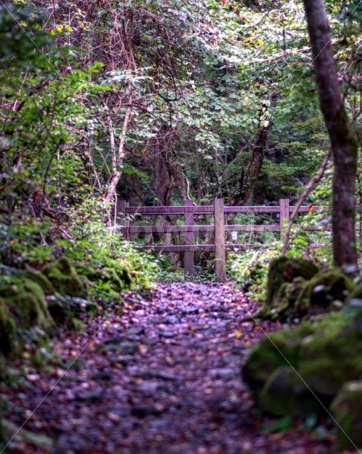 제주도,숲,산,풍경,여행,자연,풍경,nature,landscape,arbour,정자,garden,정원,outdoors,옥외