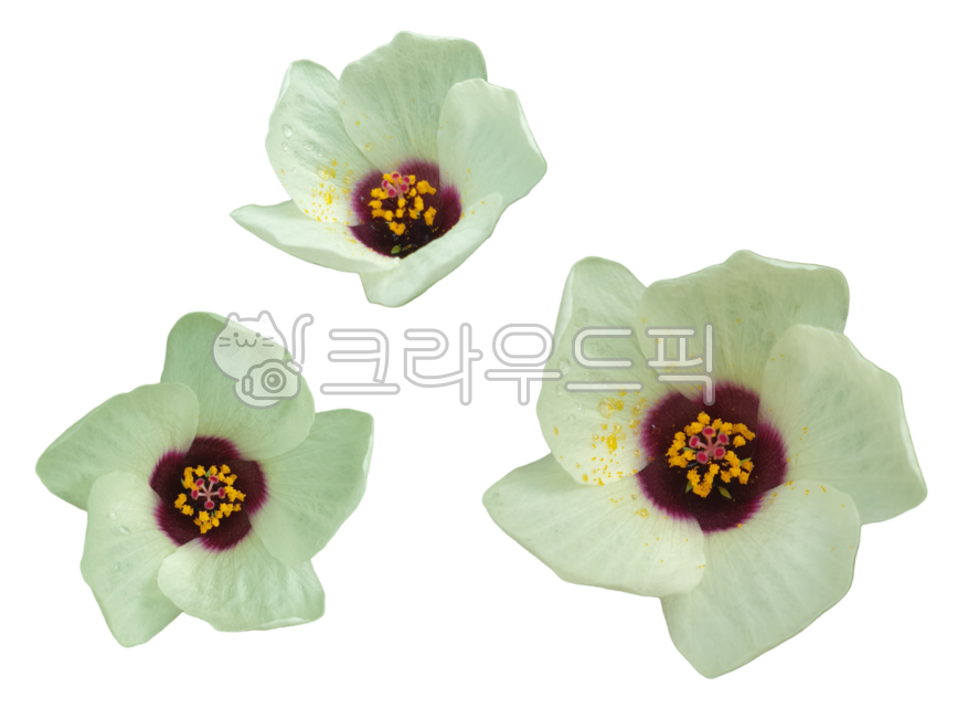 꽃누끼,꽃잎누끼,하얀꽃,생화,수박풀꽃,생화png,꽃디자인소스,그래픽소스,꽃스티커,꽃아이콘,생화스티커,포토샵소스