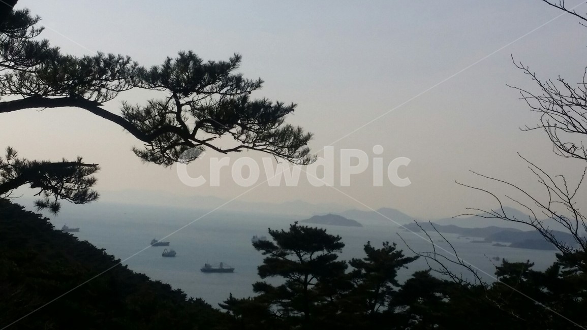 자연,식물,나무,바다,풍경