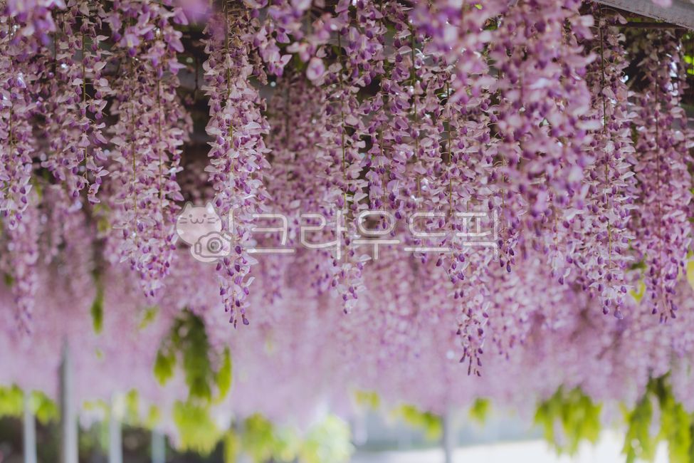 purple flower,rattan,purple,Rattan bench,wisteria flower,flower