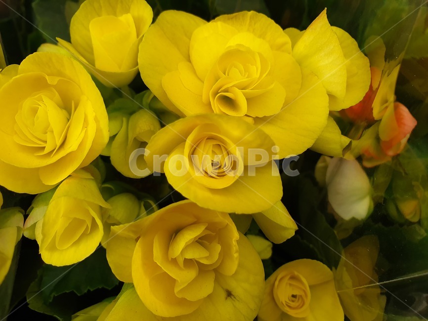 beautiful,plant,식물,blossom,flower,꽃,flowerbouquet,노란색,yellow,식물,자연,plants,nature