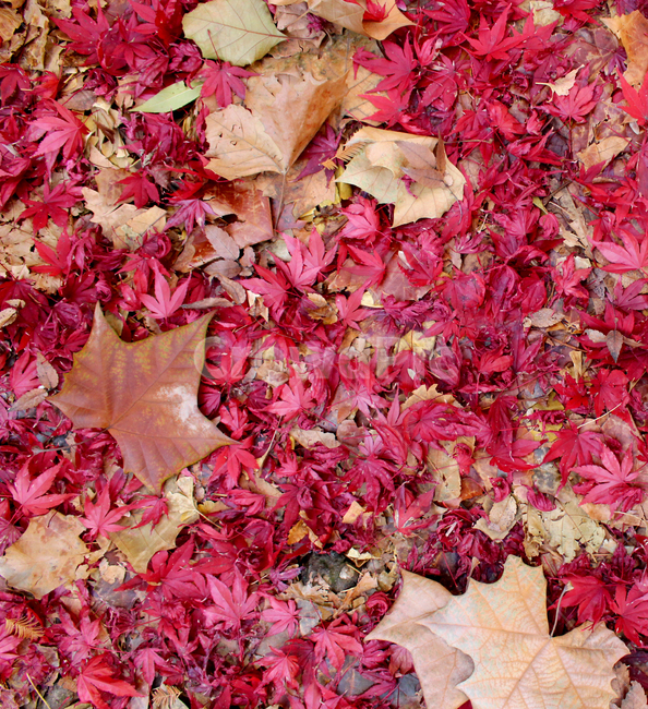 plant,식물,leaf,단풍,나무,tree,잎,maple,빨강,가을,낙엽,가을,계절,fall,autumn,season
