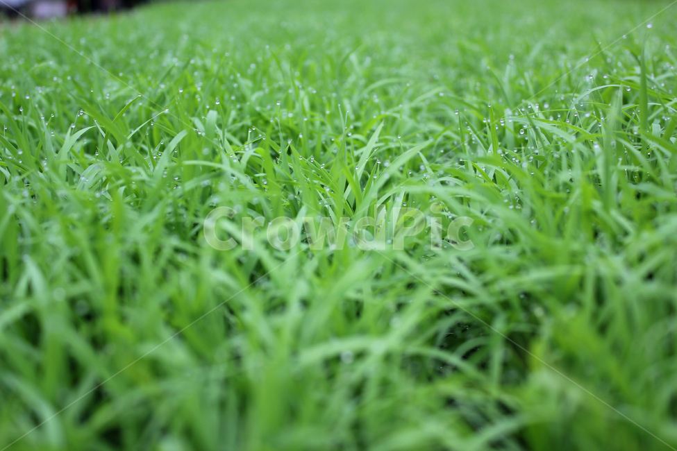 빗방울,wet,clean,closeup,drop,farm,field,fresh,grass,green,greenrice,grow,lawn,meadow,nature,nobody,outdoor,pattern,plant,rain,rice,spring,texture,water,waterdrop,초록색,물,녹색,그린,모,모내기,벼,싹,새싹,풀,잔디,풀밭,이슬,젖은,젖어있는,잔디밭,봄,비오는날,물방울,자연,블러,아웃포커스,포커스아웃,식물,농사,논농사,잎,잎사귀,나뭇잎,풀잎,식물,자연,plants,nature,비,비오는날,rain,rainy