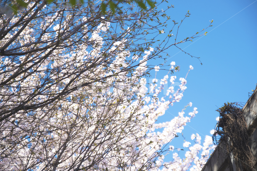 나무,봄,벚꽃,꽃,하늘,봄,계절,spring,season,식물,자연,plants,nature,꽃,flower,plant